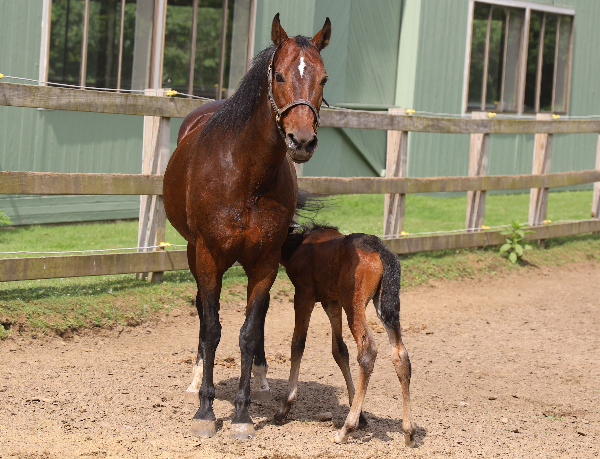 Shelly nursing her colt